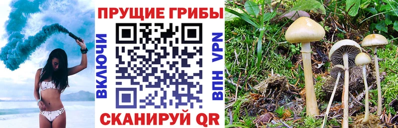 Купить где  Хвалынск  Псилоцибиновые грибы MAGIC MUSHROOMS 